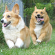 Illustration for article titled All dogs originated in one tiny part of East Asia